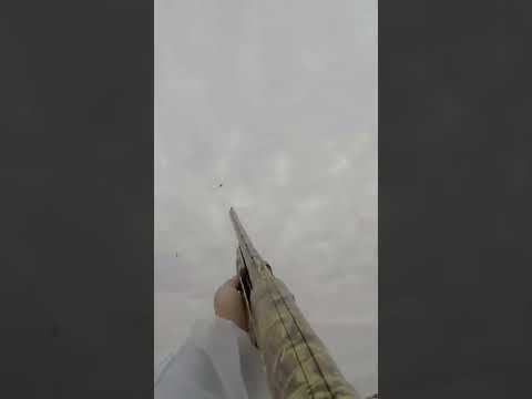 Waterfowl Hunting - Fast Snows (One Dropped)