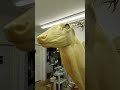 Whitetail Eye Setting With Vincent Fleming S EZ Eye Rotation System
