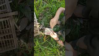 Download lagu kocak bener ni kawan,saat mikat gelatik batu tiba2 ketemu kulit ular 😲#shots mp3