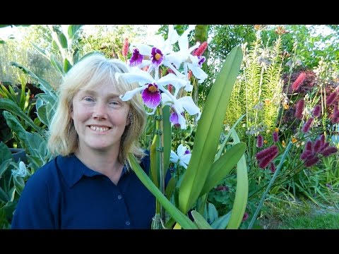 Cutting Cattleya Sheaths - the pros and cons