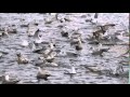 Gull Feeding Frenzy In Barrie Ontario