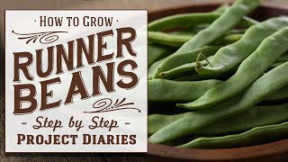 ★ How to: Grow Runner Beans from Seed (A Step by Step Guide)