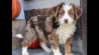 Video preview image #1 Bernedoodle (Miniature) Puppy For Sale in NARVON, PA, USA