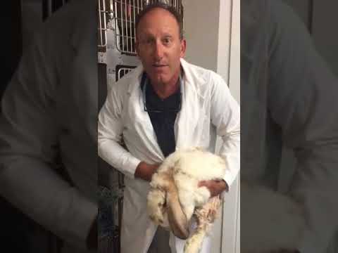 Post operative dog, rat, rabbit and cat
