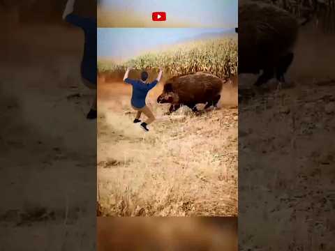 jungLi suar attack #animal #pigs #wildboar #viral
