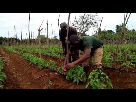 , title : 'Jinsi ya Ufungaji Kamba kwenye Nyaya'