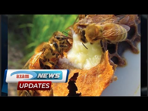 Je wajua kama maziwa ya nyuki hufanya binadamu achelewe kuzeeka?