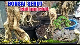 Download lagu Bonsai Serut Seedlings Upside Down Planting Technique Advanced Process After Initial Planting Stage mp3 Download lagu Bonsai Serut Seedlings Upside Down Planting Technique Advanced Process After Initial Planting Stage mp3