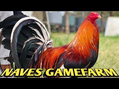 Cowan Kelso Albany - NAVES FARM