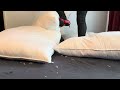 Another Pillow Trampling Crushing With My Red Stilettos
