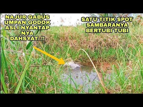 NAJUR PAKE UMPAN KODOK HIDUP!! MANCING TEHNIK JEGOK SAMBARANNYA DAHSYAT BENER