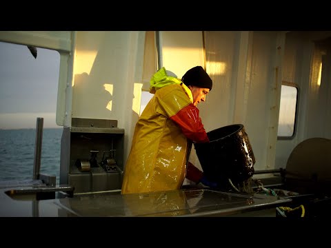 Fifth generation fishermen fight to survive in Greystones