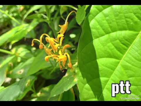 မြိုင်နန်းစံပန်းတပွင့်...ထွဏ်ထွဏ်