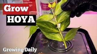 Propagating Hoya Polyneura Inner Variegated | Rooting in Chunky Mix + Humidity Box Setup 🌿