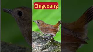 Download lagu Shorts Cingcoang ║Jongkangan Gacor #shortsfeed #mp3 mp3