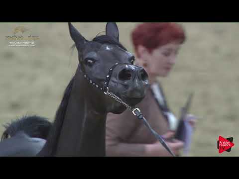 N.74 AMERA AL MARROONA - 2019 Qatar Nat. Peninsula show - Fillies 3 Years Old (Class 3) .mp4