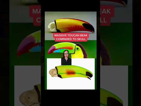 MASSIVE TOUCAN BEAK, tiny toucan skull 🦜 #winela #toucan #birds #biology #evolution #didyouknow