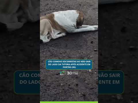Cão comove socorristas ao não sair do lado da tutora após acidente em Portão (RS)