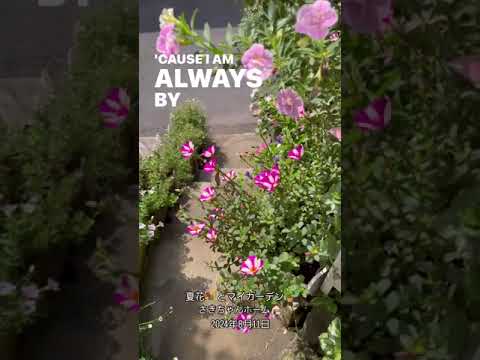  8月にバラの茂みを切る: バラの繁殖方法に関するビデオチュートリアル  庭園