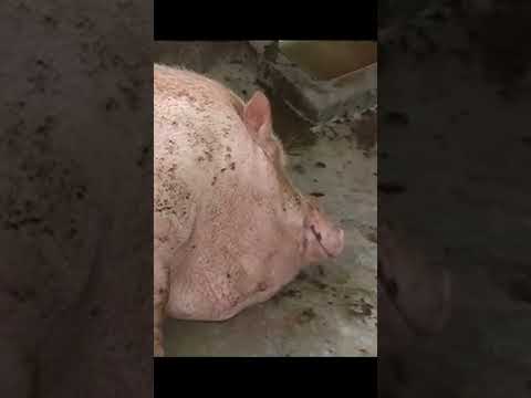 This is how a hummingbird snores at night #shorts