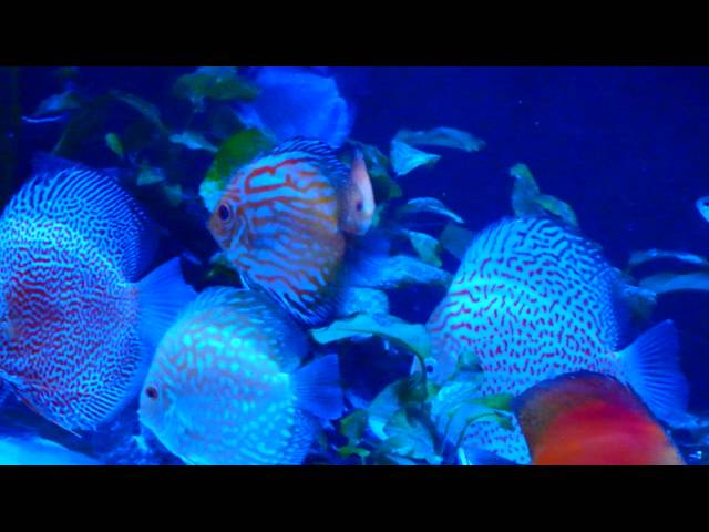 Shawn's 150 gallon planted, Kenny's discus May 2016 shipment
