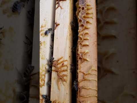 Hrana u cvetnoj kosnici i STA se onda desilo?!!!