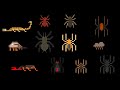 Arachnids TheKidsPictureShow