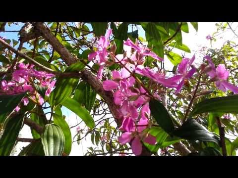 Tibouchina Noelene - Glory Bush HD 05 video by Laborator TEBA