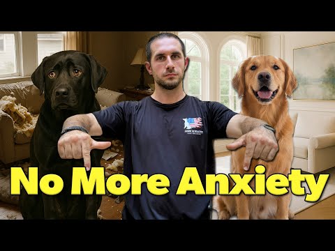 Separation Anxiety in Dogs and How to Fix It (Step-by-Step Training Guide)