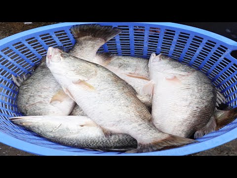 Cambodian Food Tour, Prek Pnov Fish Market At Late Hours Along National Road No. 5