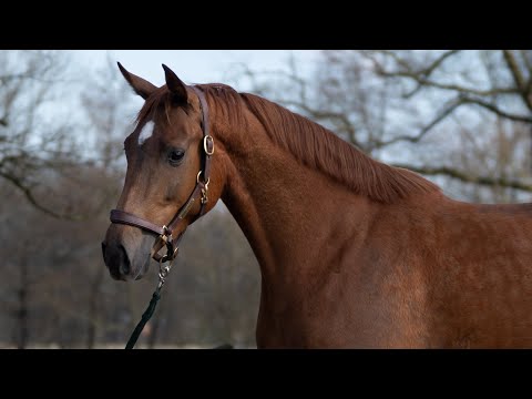 FOR SALE: Mira Belle *2019 Old Mare by APACHE x FÜRST ROMANCIER