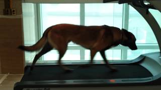 Ishkar day two on the treadmill. Look mom no lead.