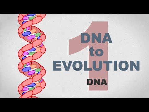 From DNA to Evolution - Plain and Simple (Part 1)