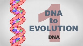 From DNA to Evolution - Plain and Simple (Part 1)