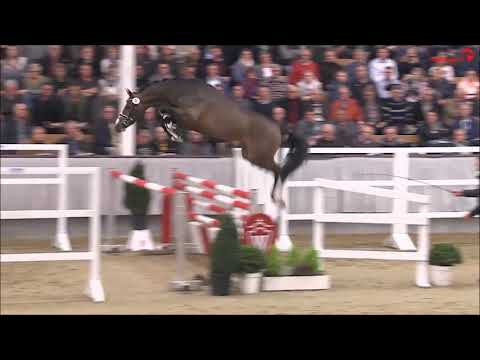 CASHMERE: stallion by Cristallo I (Cornet Oblensky x Cassini I), www.equine-evolution.com