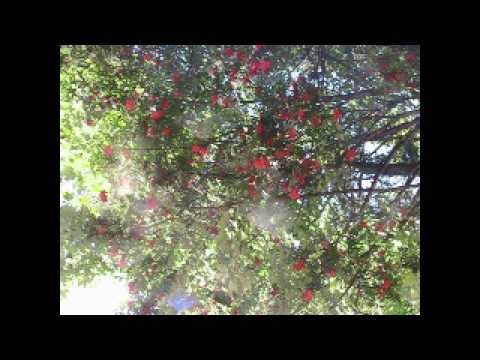 für sandra singgemeinschaft oisternig