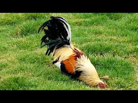 yellow leg y Grey sangre de joe sanford