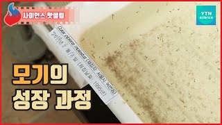 모기는 어떤 과정으로 모기가 될까?  / YTN 사이언스