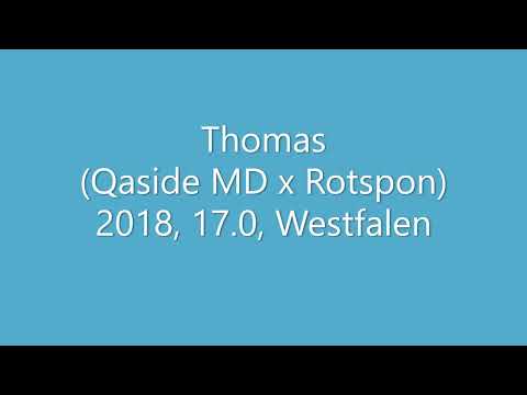 SOLD- Thomas ( Qaside MD x Rotspon), 2018, 17.0 hand, Palomino Westfalen