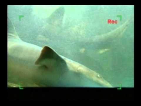 Tchibum TV - Tubarão