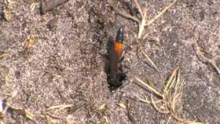 preview picture of video 'Solitary Sand Wasp (Podalonia sp.), Dunwich Heath, Suffolk.'