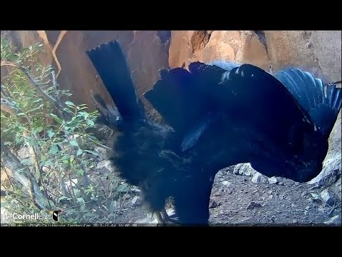 Devil's Gate Condor Cam ~ Some Stretches & Showing Off Her Wings 11.4.17