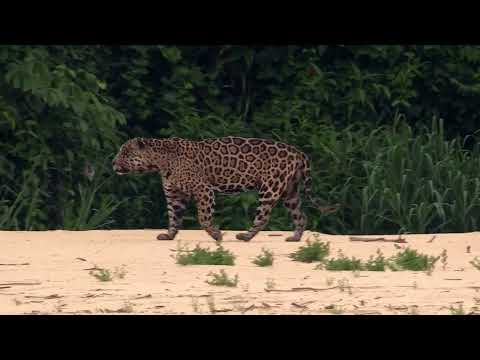 Bahía Negra será sede del Biofestival 2025