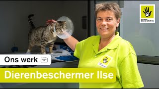 Een dag als kattenverzorger in het dierenasiel 🐈