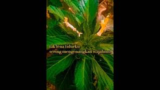 Download lagu Lirik bunga emas by saleem mp3