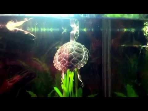 Zoo-Med Turtle Dock Review