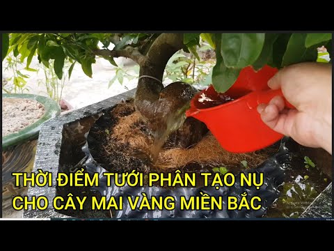 🔴 QBS23432 - THỜI ĐIỂM TƯỚI PHÂN TẠO NỤ CHO CÂY MAI VÀNG MIỀN BẮC | KHI NÀO TƯỚI PHÂN TẠO NỤ CHO MAI
