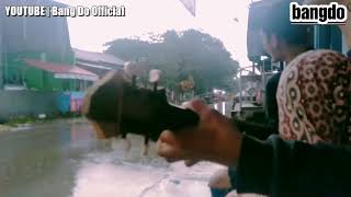 Download lagu Kami Bersama Persija - Pengamen Jak Mania mp3 Download lagu Kami Bersama Persija - Pengamen Jak Mania mp3