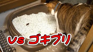 [猫] vs ゴキブリ 恐る恐るがかわいい