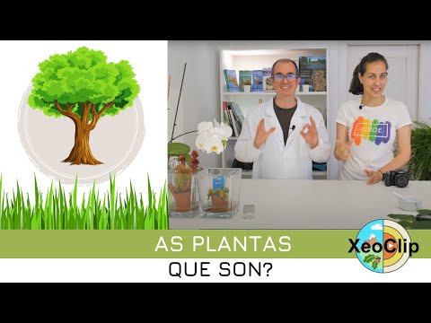 Vídeo: Que son as plantas?